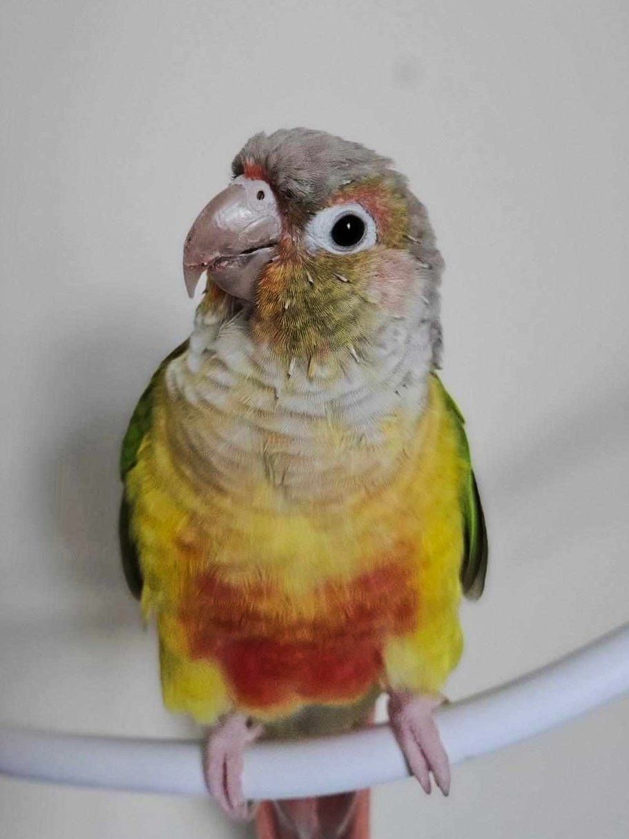 Green-cheeked conure parrot