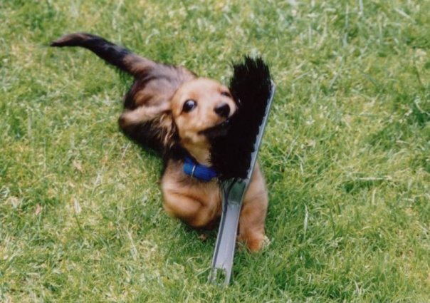 Playful long-haired dachshund puppy