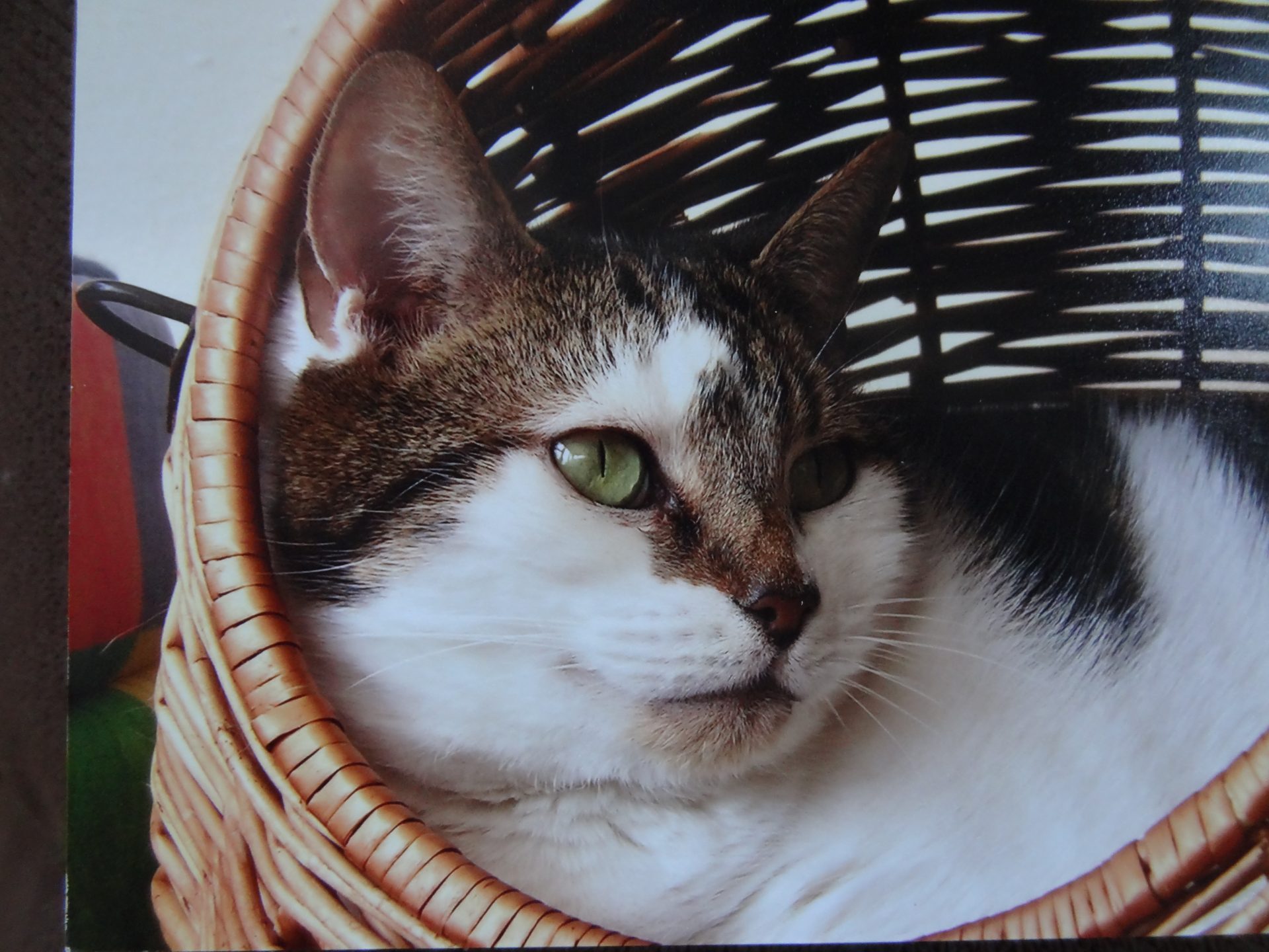 Cat settled in a basket at home