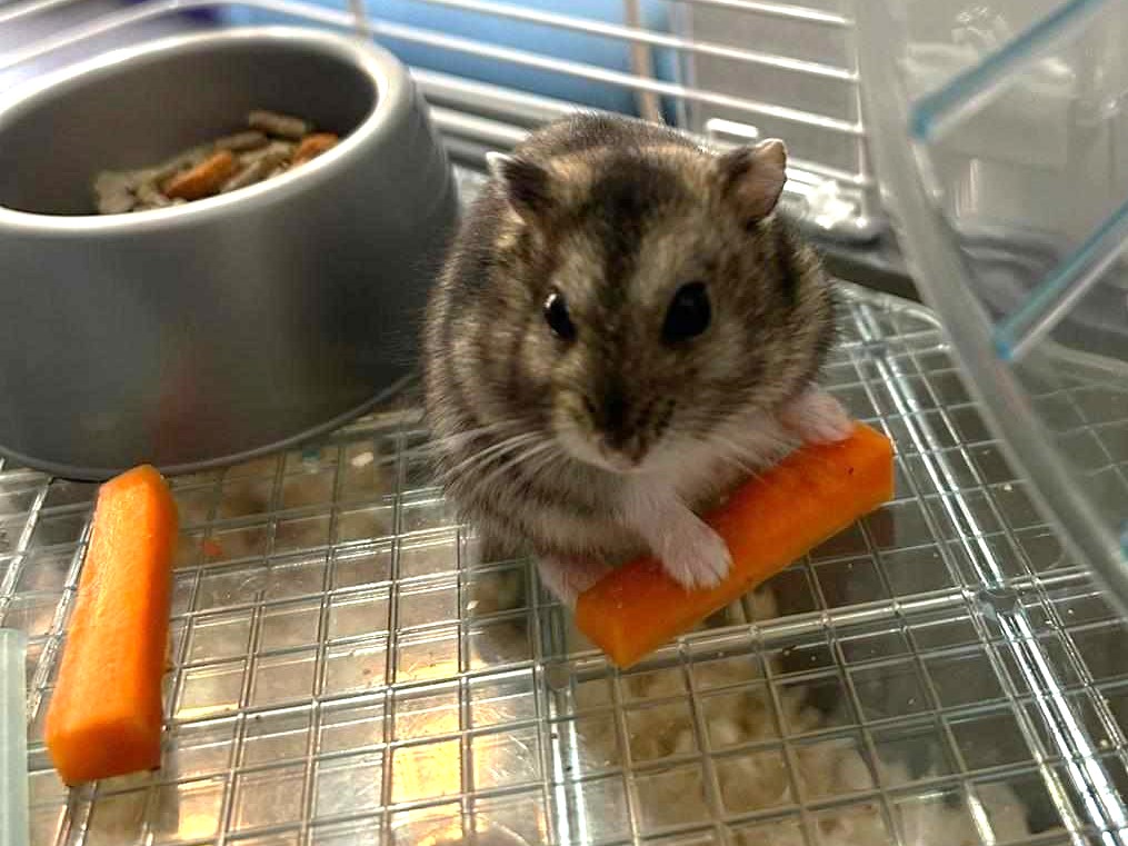 Hamster with a carrot — small mammal care