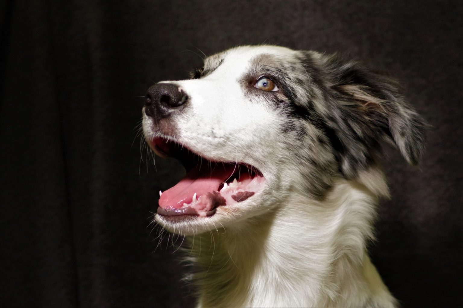 Blue merle border collie portrait