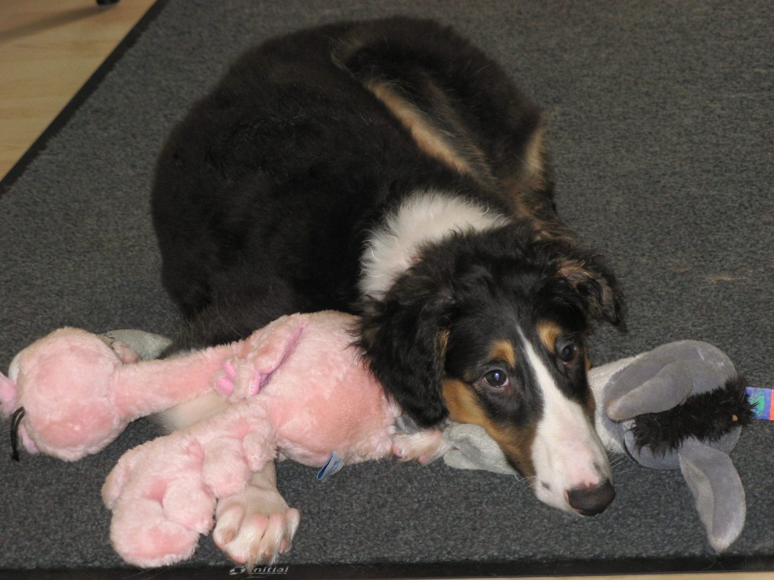 Young collie puppy resting at home with toys