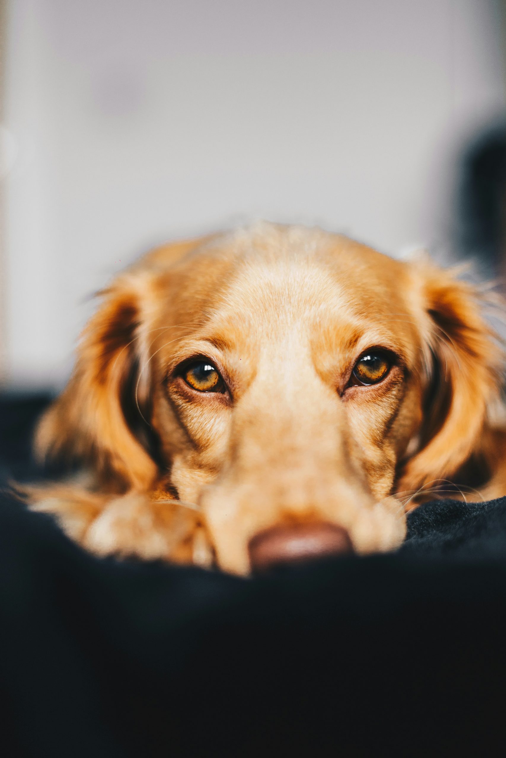 Happy healthy dog