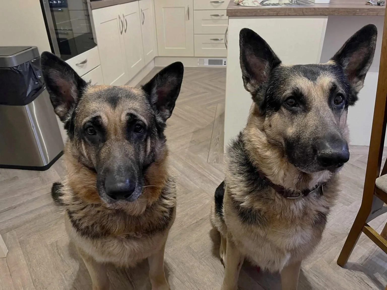 Small Paws veterinary team