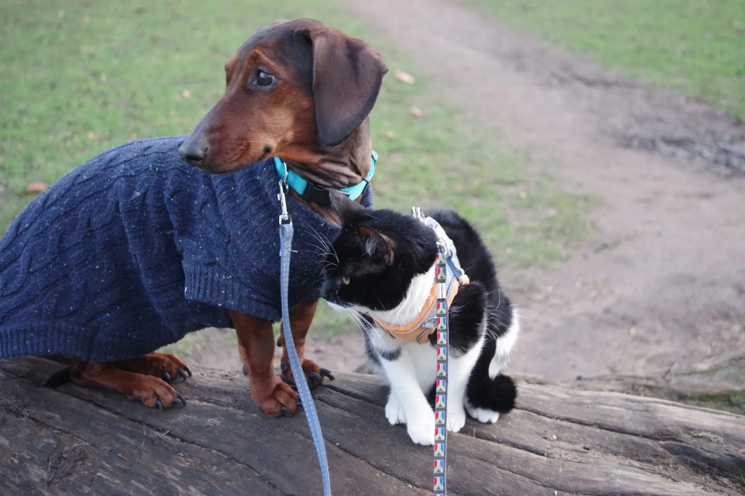 Small Paws veterinary team