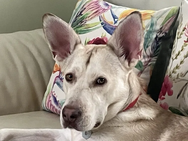 Peanut relaxing at home